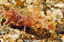 found in Lembeh; D200 by Thomas Lueken 